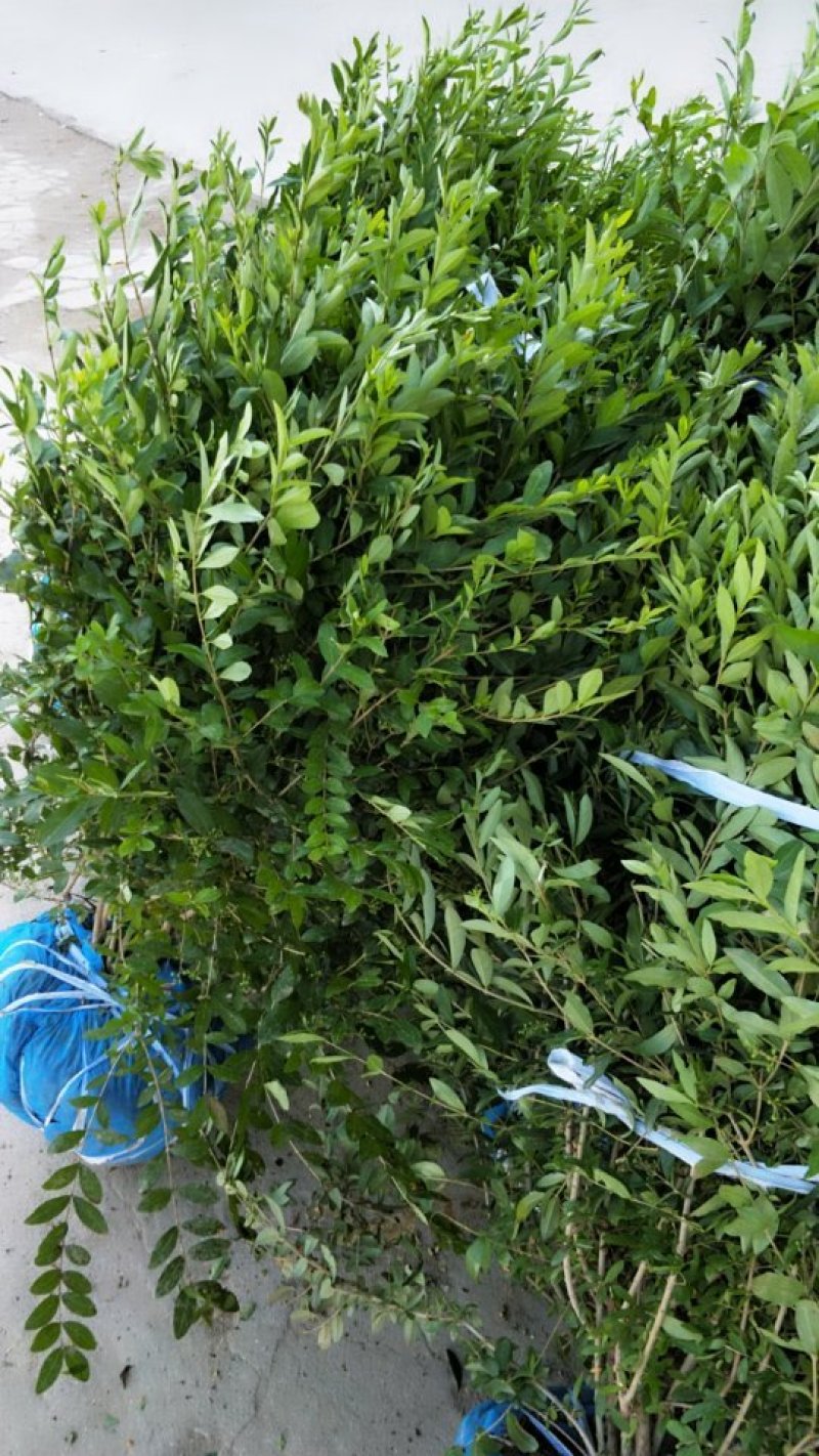 水蜡球，1米成1米，
