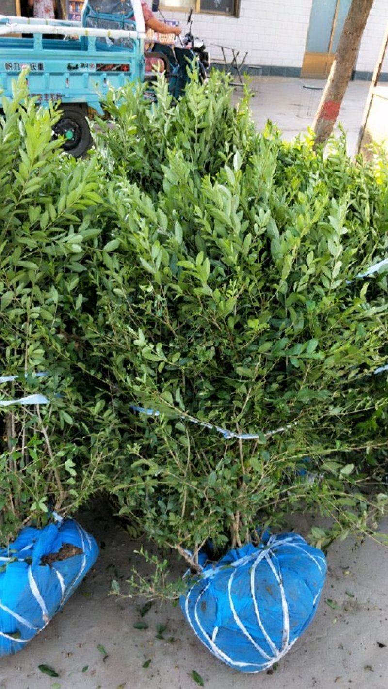 水蜡球，1米成1米，