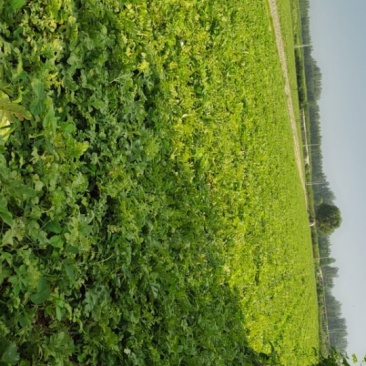 京欣西瓜第一茬50万斤