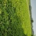 京欣西瓜第一茬50万斤