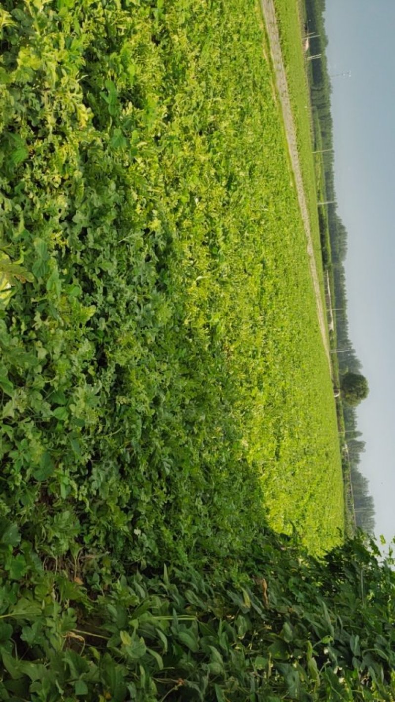 京欣西瓜第一茬50万斤