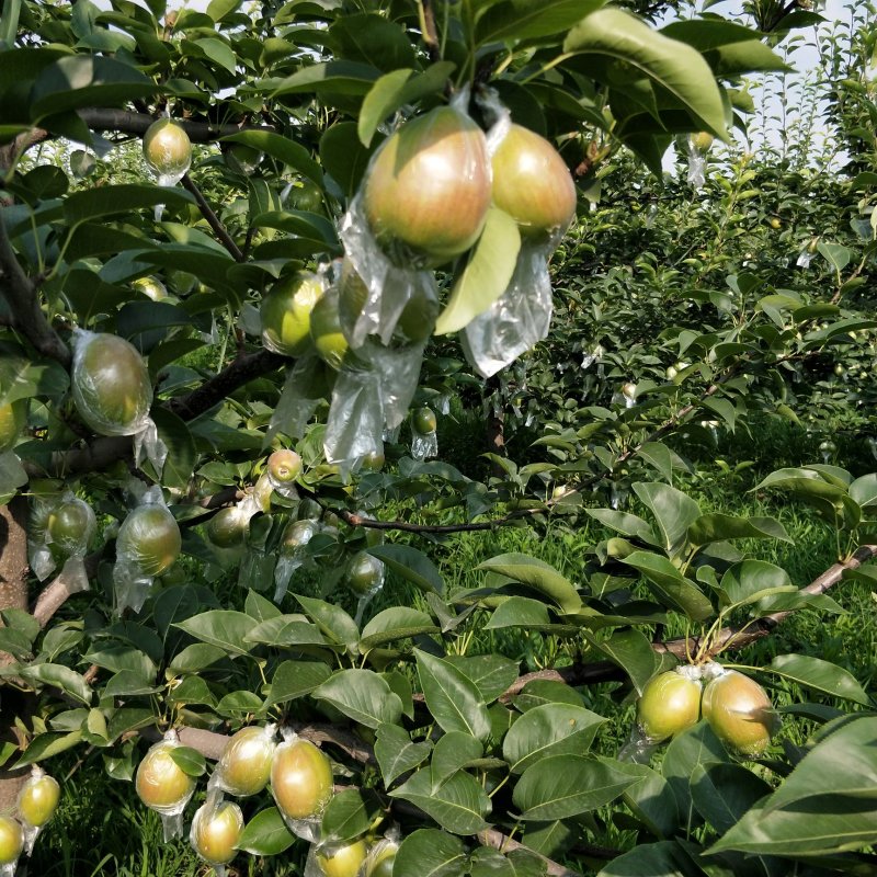 大量供应新梨七号