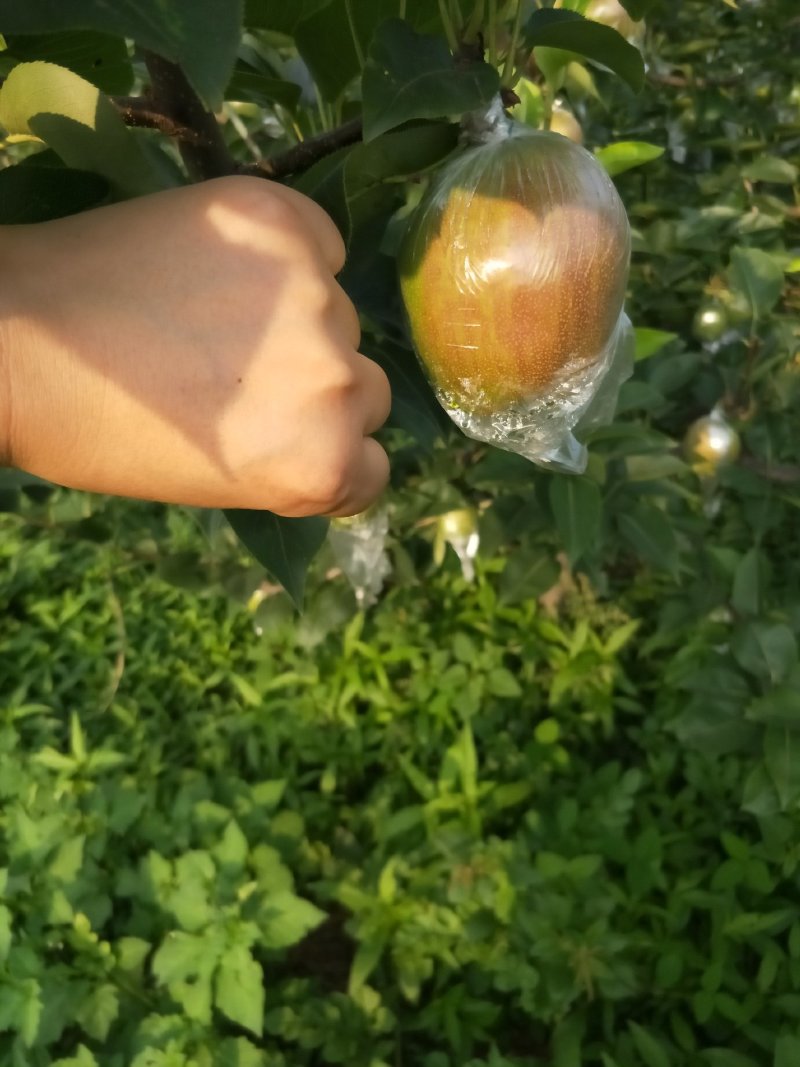 大量供应新梨七号
