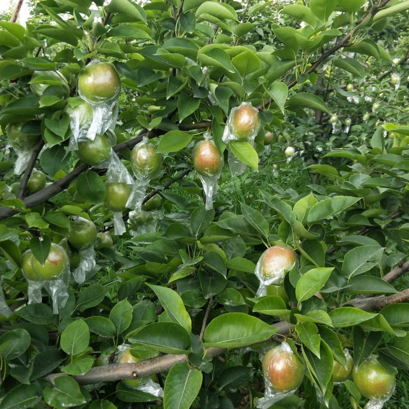 大量供应新梨七号