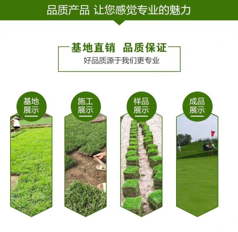 万草园草坪深圳草皮批发惠州草皮广东台湾草深圳草皮