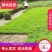 万草园草坪深圳草皮批发惠州草皮广东台湾草深圳草皮