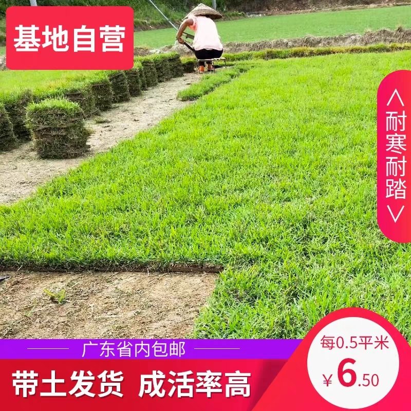 万草园草坪深圳草皮批发惠州草皮广东台湾草深圳草皮