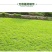 万草园草坪深圳草皮批发惠州草皮广东台湾草深圳草皮