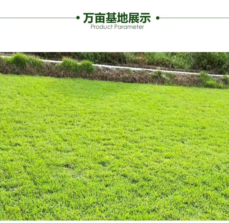万草园草坪深圳草皮批发惠州草皮广东台湾草深圳草皮