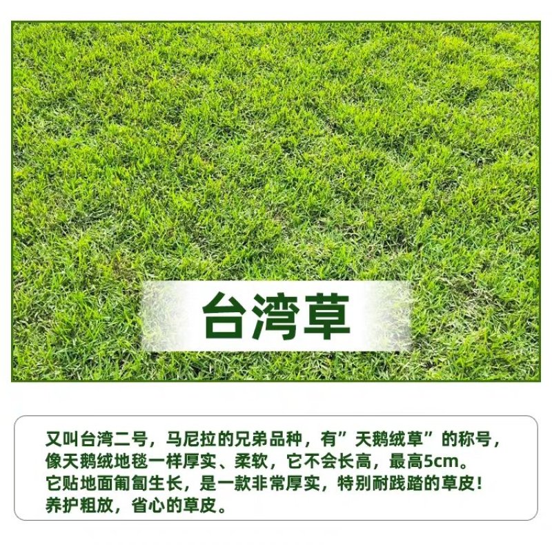 万草园草坪深圳草皮批发惠州草皮广东台湾草深圳草皮