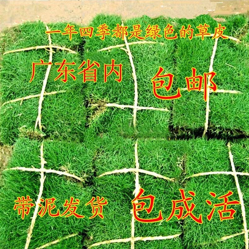 万草园草坪深圳草皮批发惠州草皮广东台湾草深圳草皮