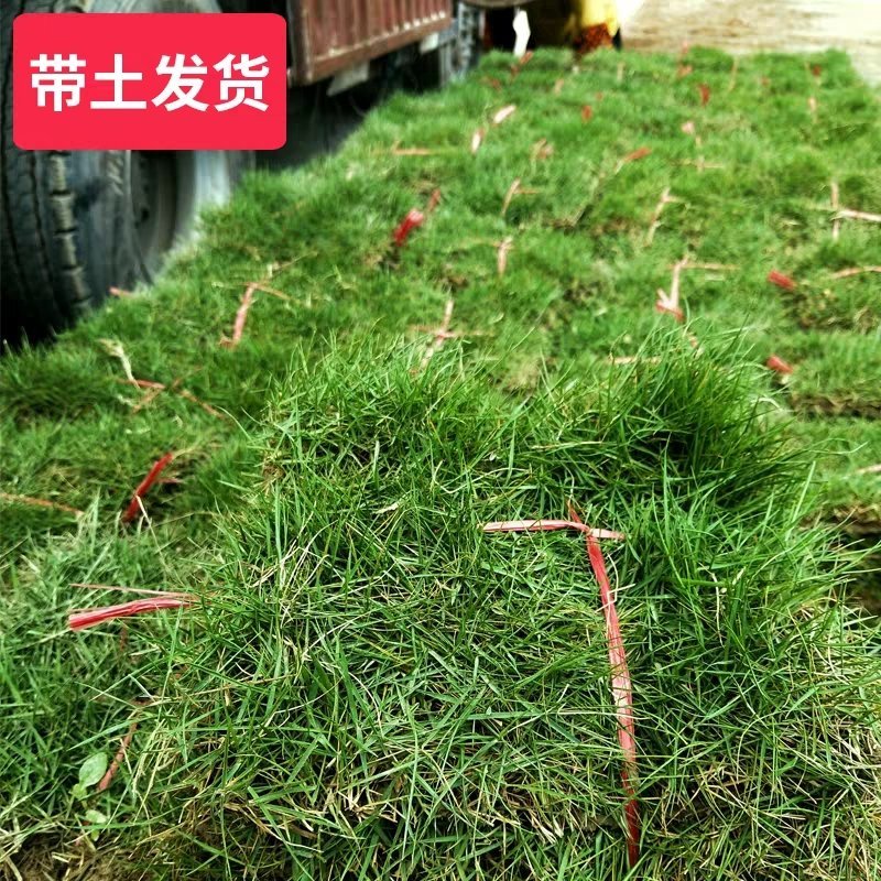 万草园草坪深圳草皮批发惠州草皮广东台湾草深圳草皮