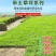 万草园草坪深圳草皮批发惠州草皮广东台湾草深圳草皮