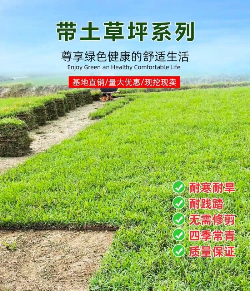 万草园草坪深圳草皮批发惠州草皮广东台湾草深圳草皮