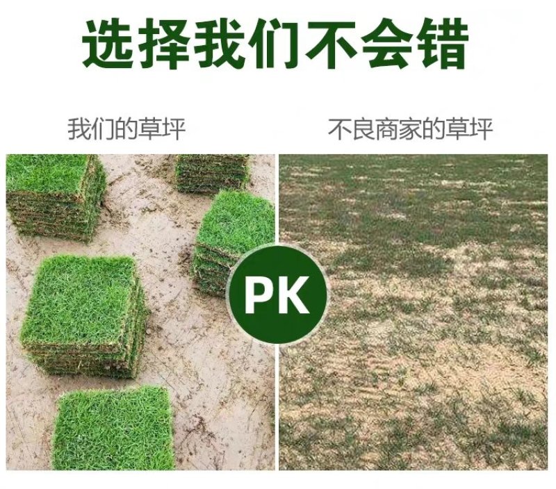 万草园草坪深圳草皮批发惠州草皮广东台湾草深圳草皮