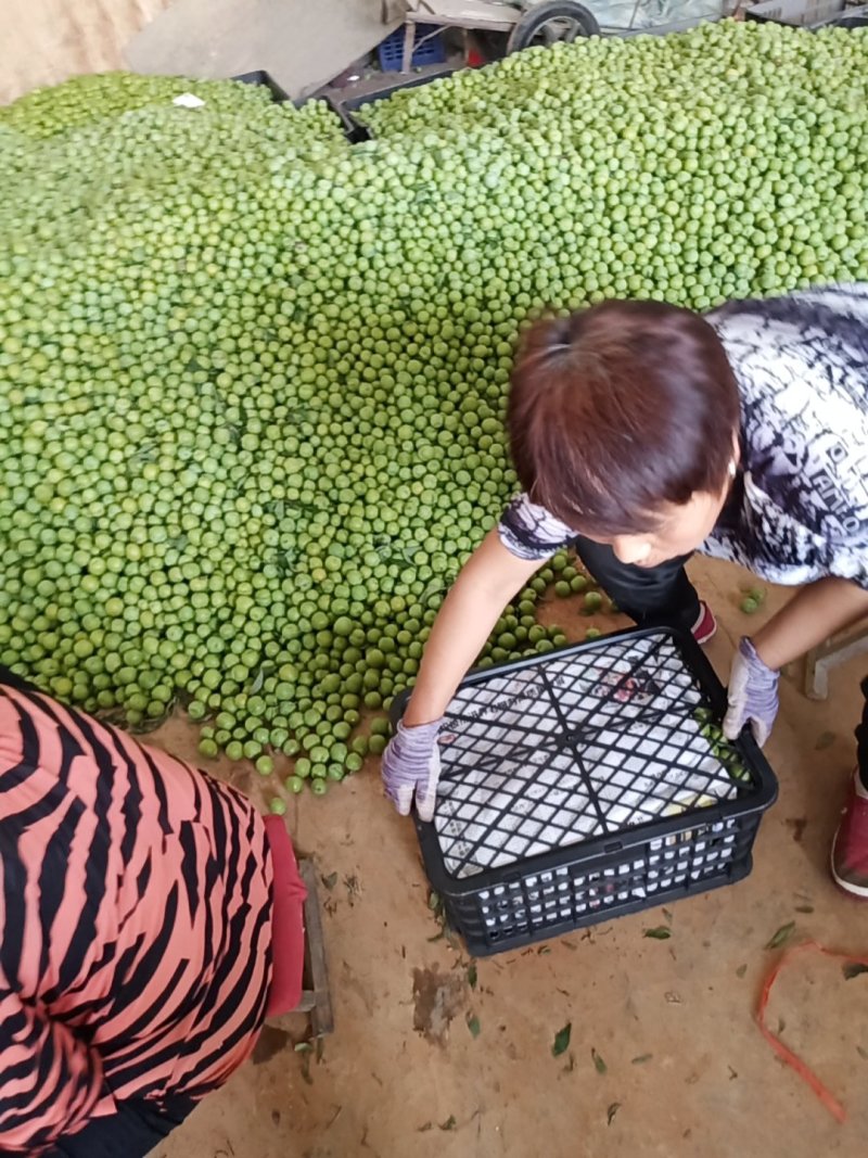青硊李子现货特级香甜硊青碗现在正在刚刚上市