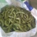 精品毛豆大小豆都有欢迎前来考察。。。。。
