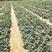 红颜草莓苗批发红九九草莓苗出售优质高产草莓苗品种