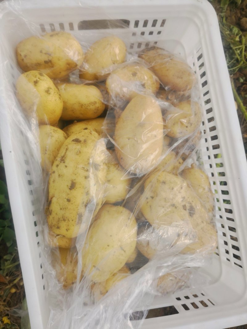 平度拱棚土豆，价格美丽大量有货～
