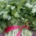 【优质】吉林油叶香菜大量上市〔基地直采〕保障品质