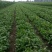 【优质】吉林油叶香菜大量上市〔基地直采〕保障品质