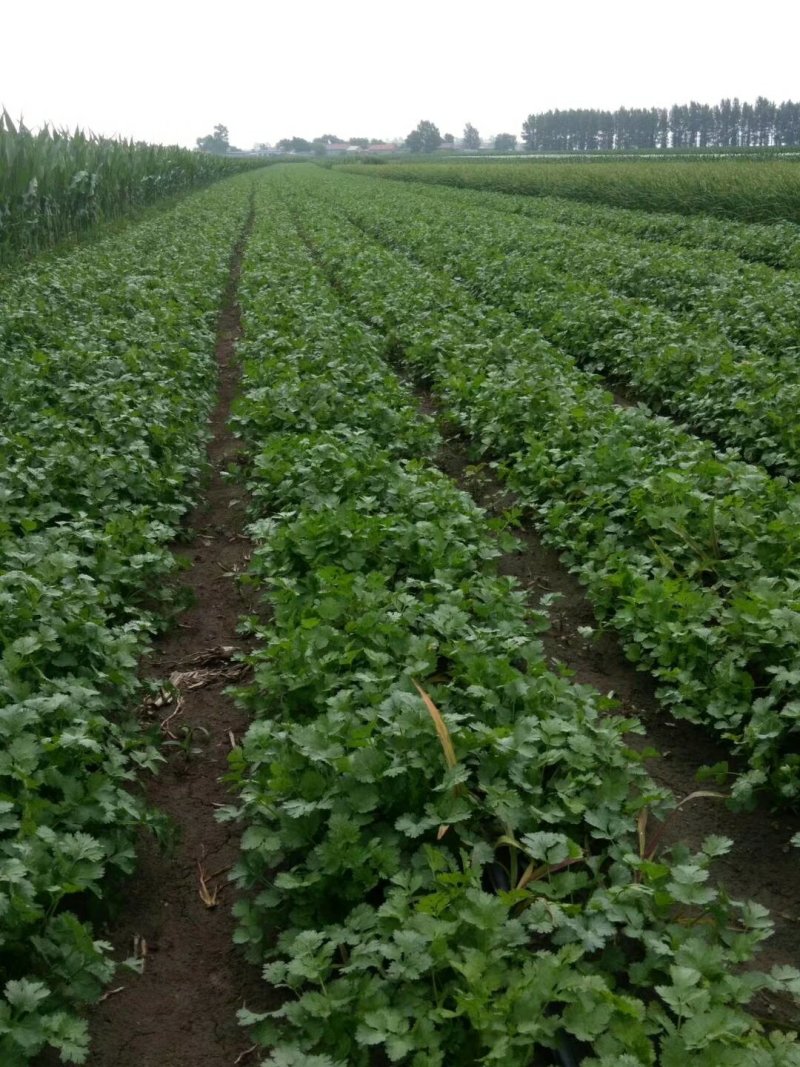 【优质】吉林油叶香菜大量上市〔基地直采〕保障品质