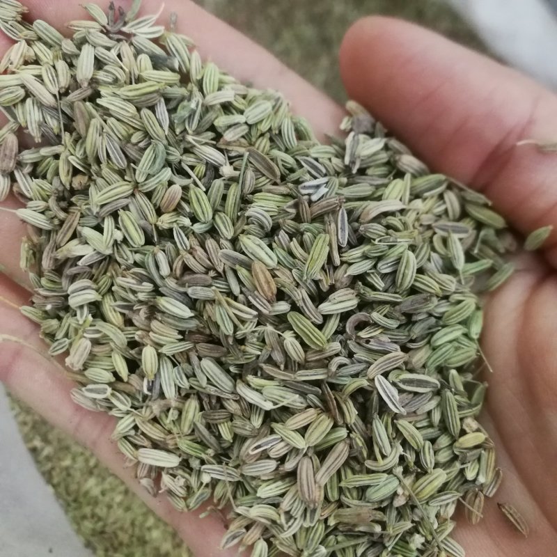 小茴香香料批发一手货源