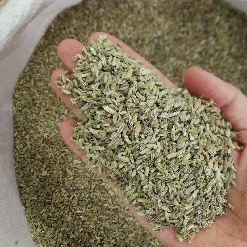小茴香香料批发一手货源