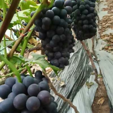 夏黑葡萄，