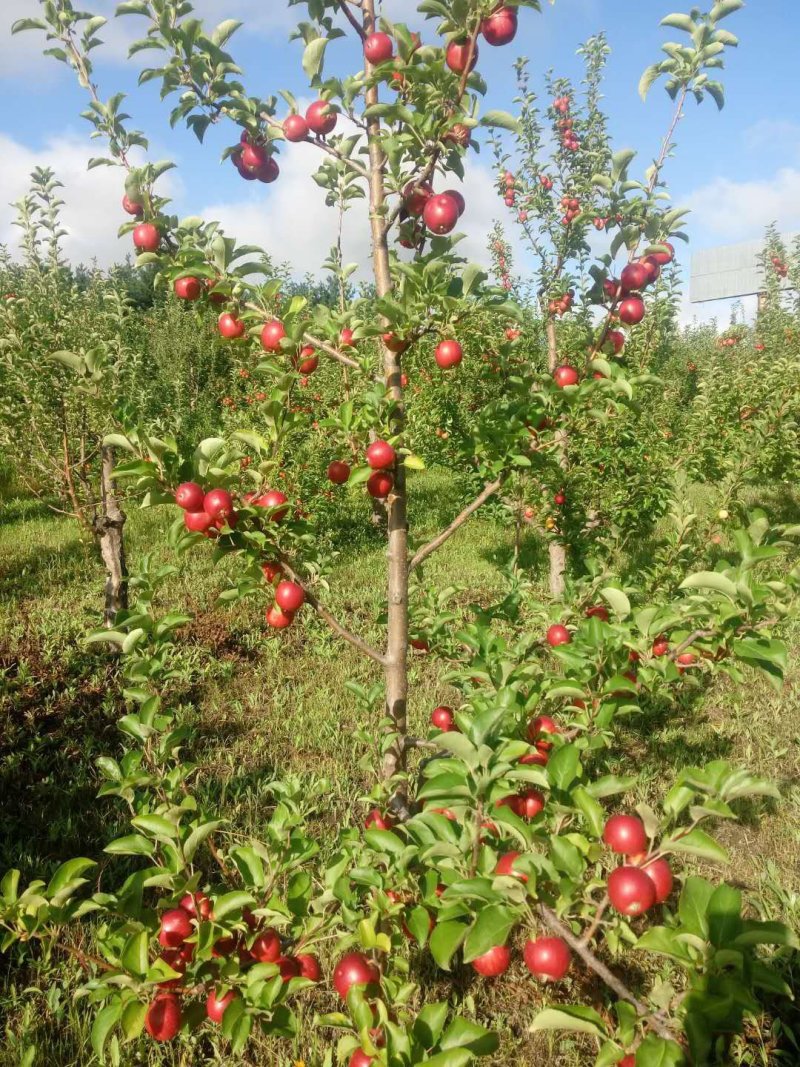 123苹果有场地，有箱厂