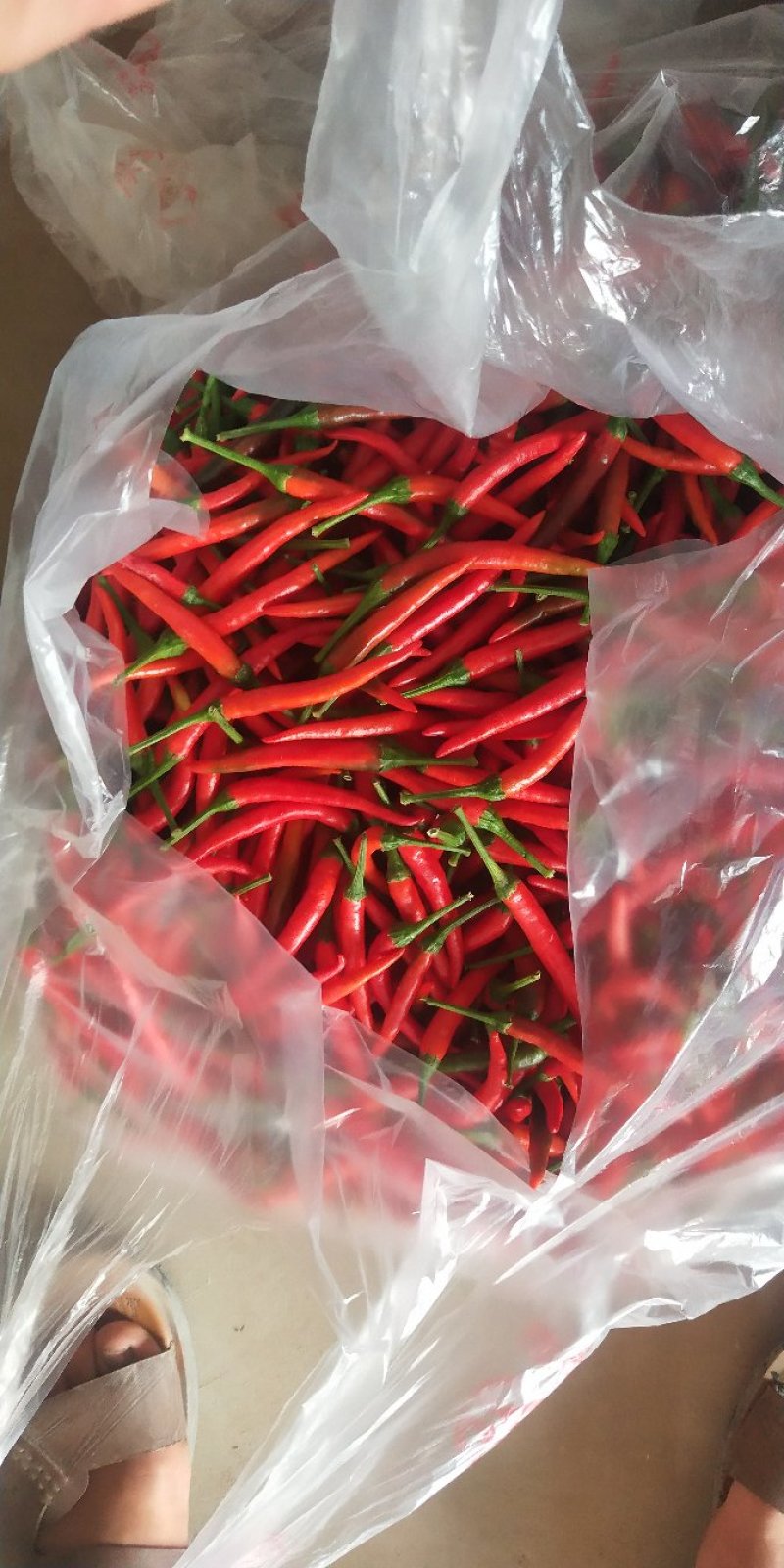 新苗朝天椒产地直供一手货源大量供应保质保量