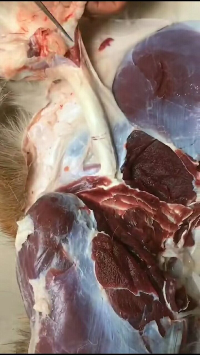 鹿肉