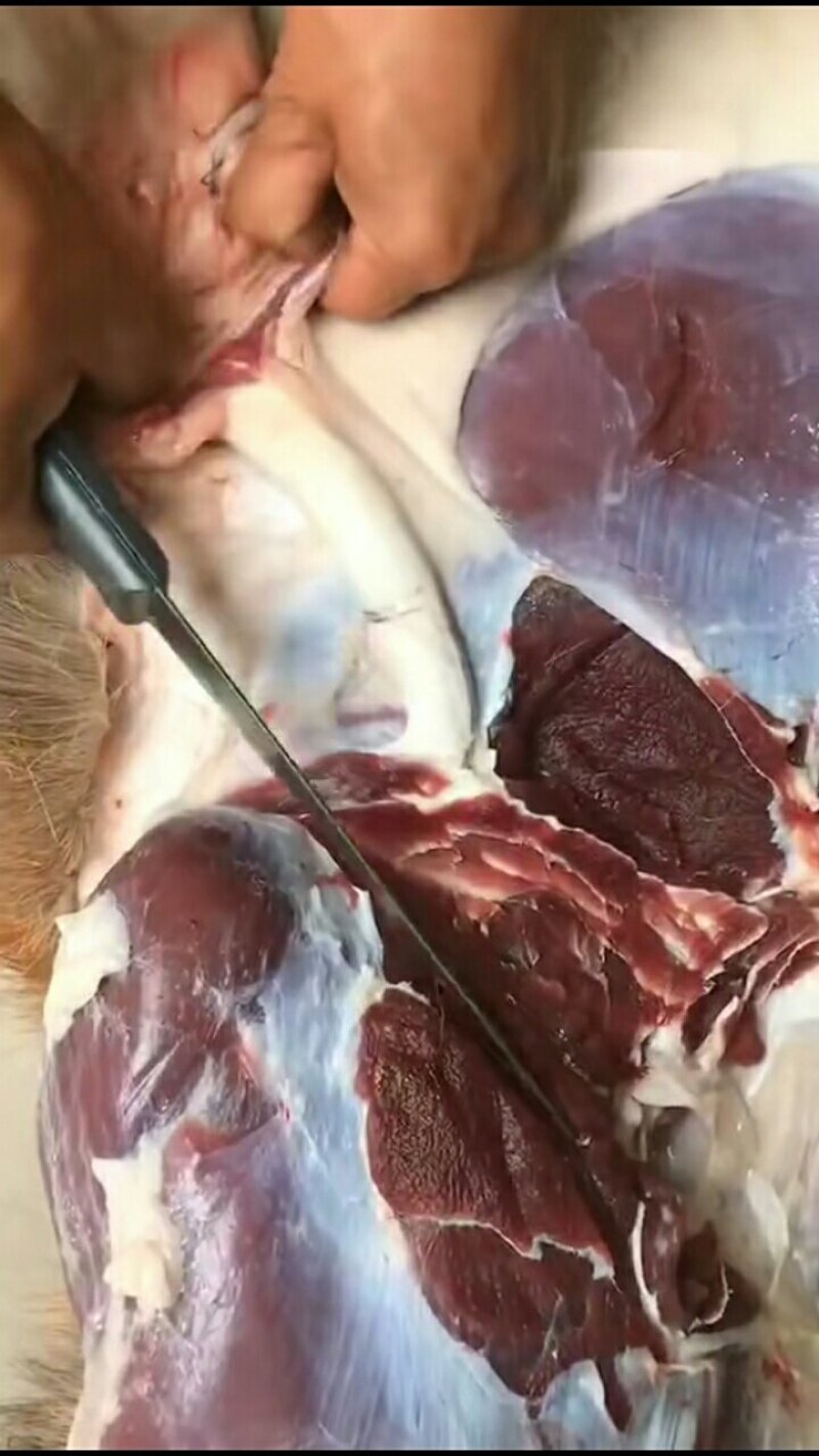 鹿肉