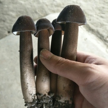 黑皮鸡枞菌包