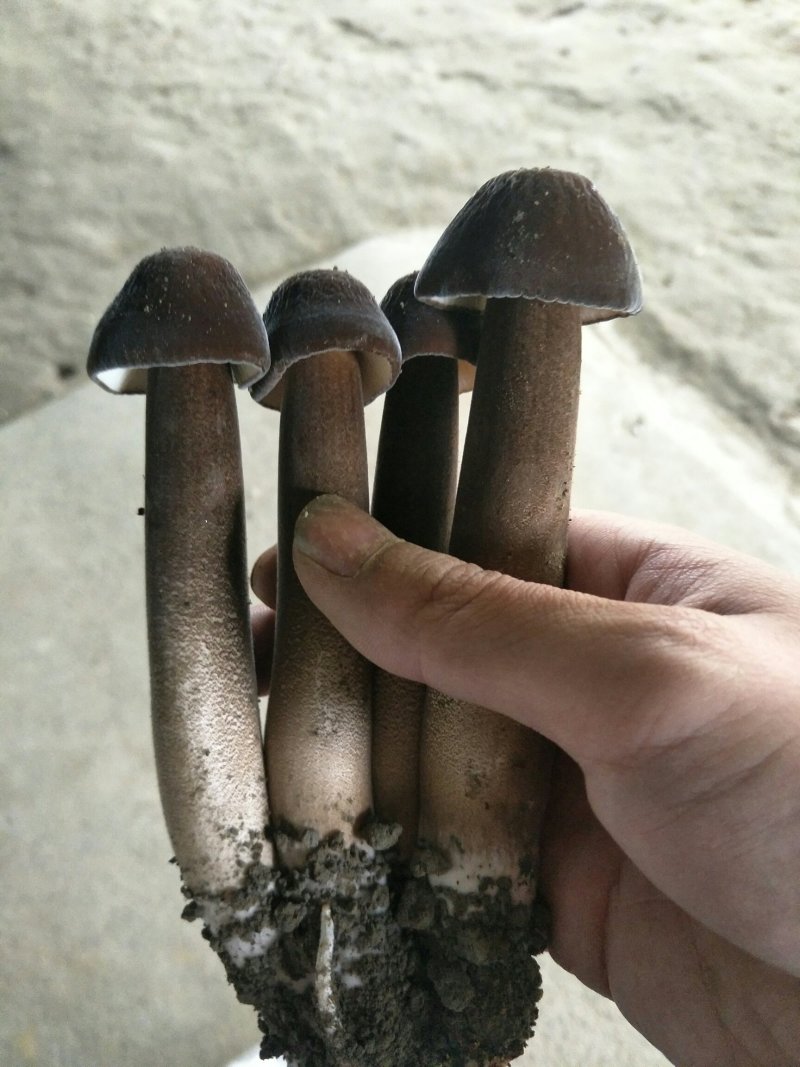 黑皮鸡枞菌包