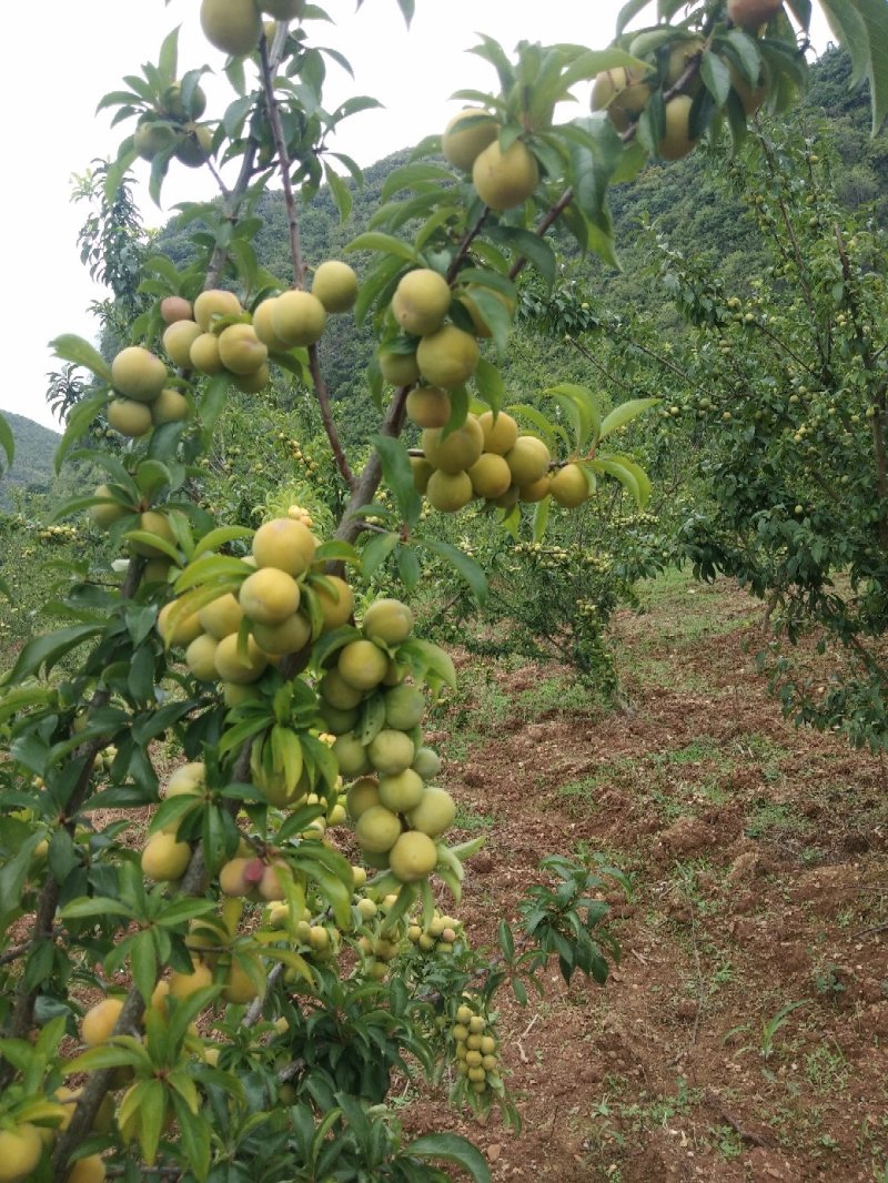 大量供应香脆李