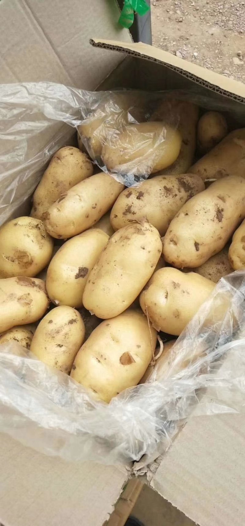 绥中早大白土豆优质货源大量上市团队代办欢迎联系