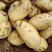 绥中早大白土豆优质货源大量上市团队代办欢迎联系