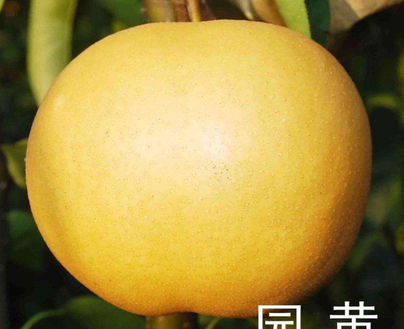 圆黄梨，口感脆甜，产地直发，欢迎电商，商超前来联系
