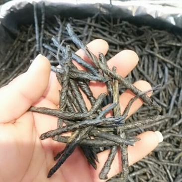 苦丁茶优质品质保证量大优惠