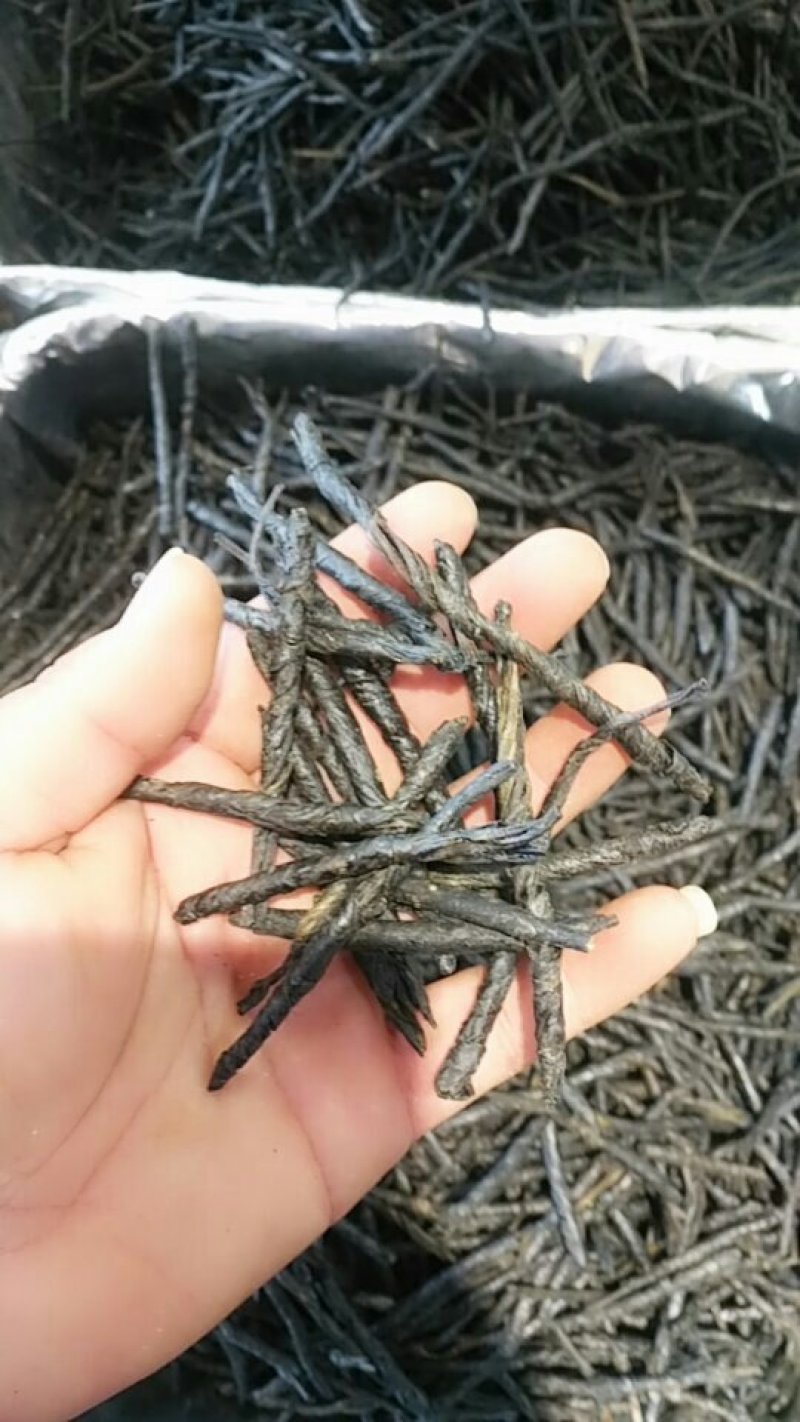 苦丁茶优质品质保证量大优惠
