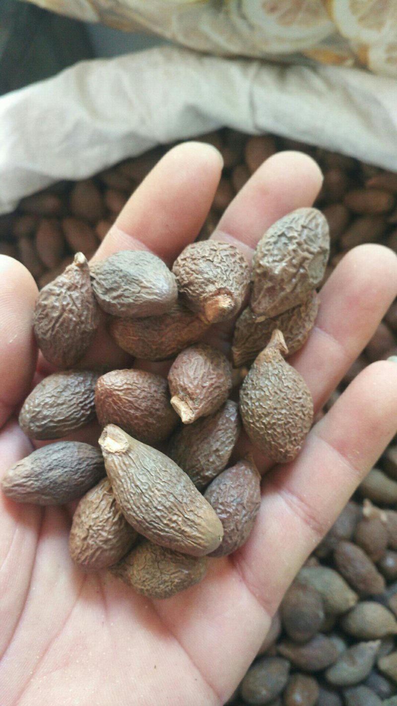 胖大海优质一粒一杯量大优惠