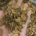 蒲公英根茶片段品质保证