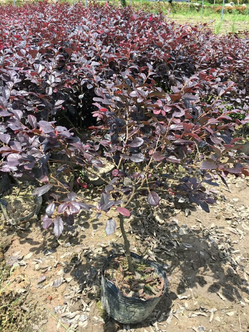 红花继木苗小杯苗大杯苗红花继木球基地直销