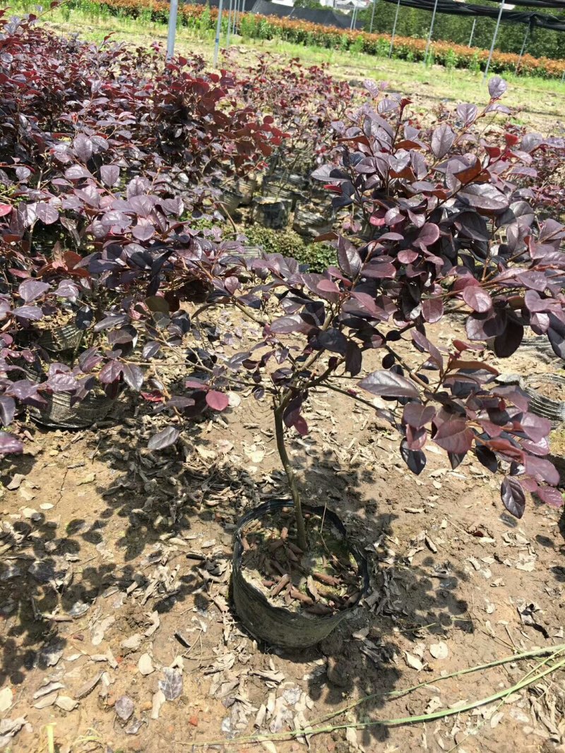 红花继木苗小杯苗大杯苗红花继木球基地直销