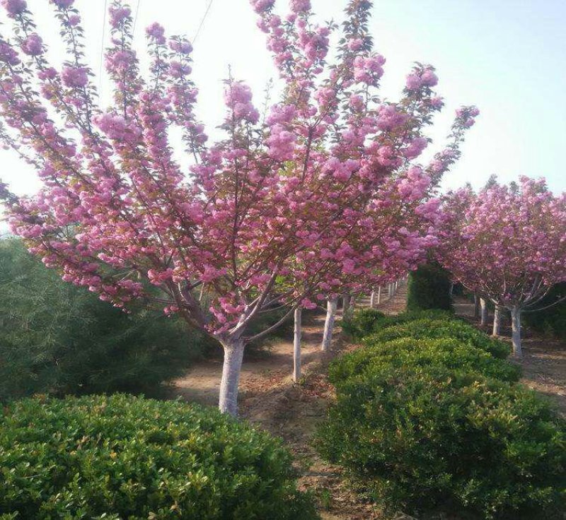 樱花苗樱花树苗嫁接早樱花苗，嫁接晚樱花苗，工程绿化苗