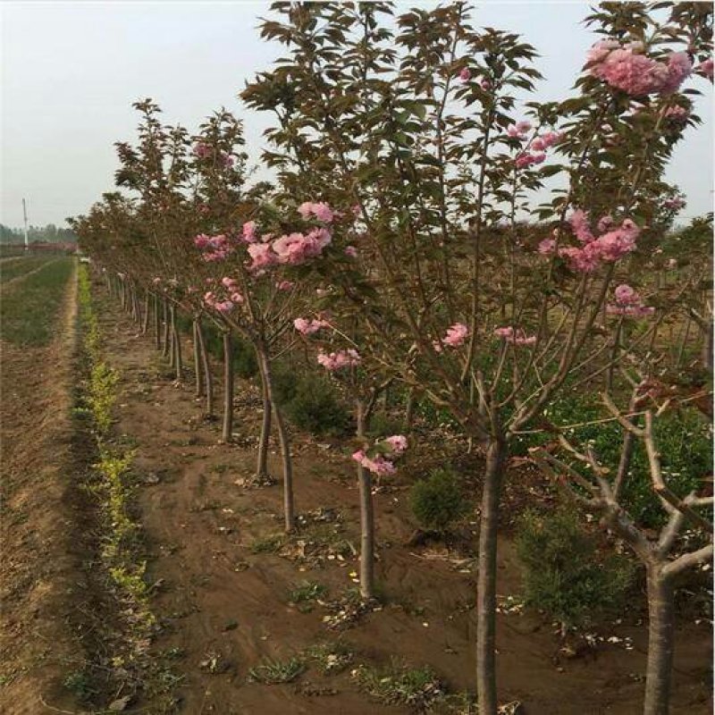 樱花苗樱花树苗嫁接早樱花苗，嫁接晚樱花苗，工程绿化苗