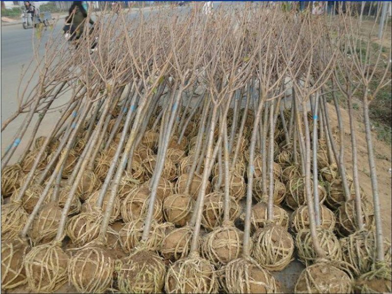 樱花苗樱花树苗嫁接早樱花苗，嫁接晚樱花苗，工程绿化苗