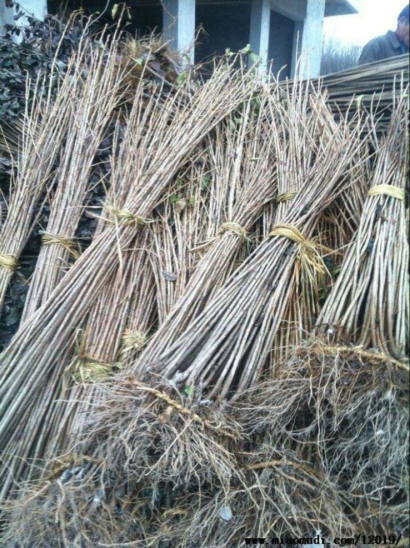 樱花苗樱花树苗嫁接早樱花苗，嫁接晚樱花苗，工程绿化苗