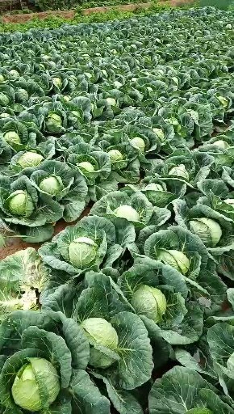 甘肃靖远圆包菜2~3公斤通货